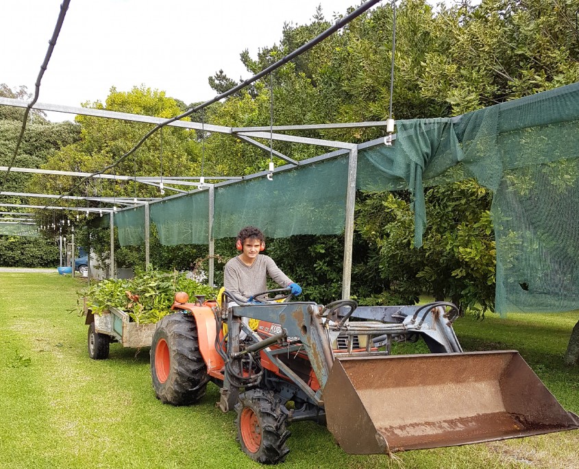 Harvesting Torere Macadamias