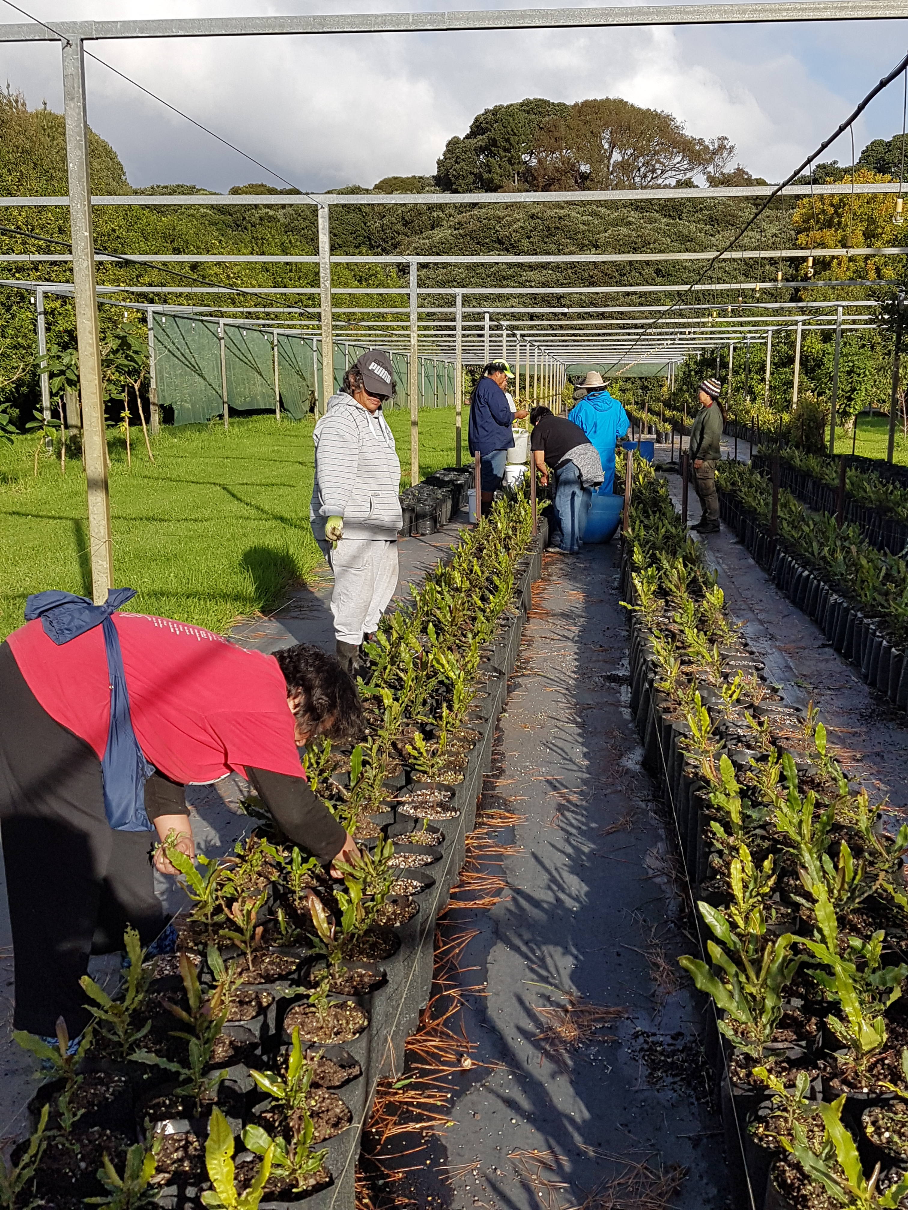 Planting Macadamias Torere Macadamias