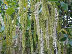 Growing the macadamia industry Macadamia Trees in Blossom