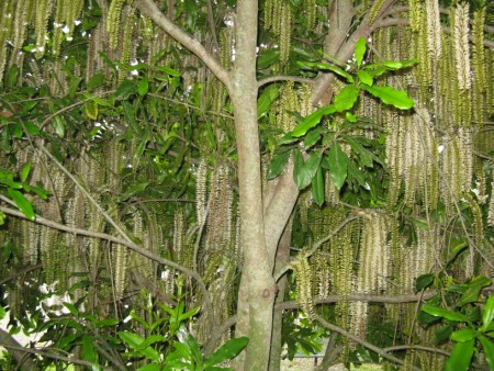 Macadamia Trees in Blossom - Torere Macadamias