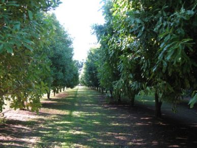 Macadamia Trees in Blossom - Torere Macadamias