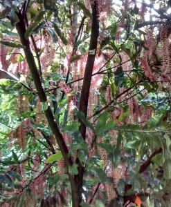 TMac 1 Pink blossoms, smooth leaves, large nuts Torere Macadamias