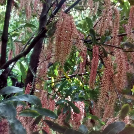 TMac 1 in blossom Torere Macadamias