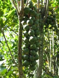 Macadamia Nuts on the tree