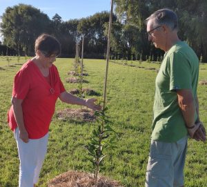 Bush Nuts 1st ha - Torere Macadamias