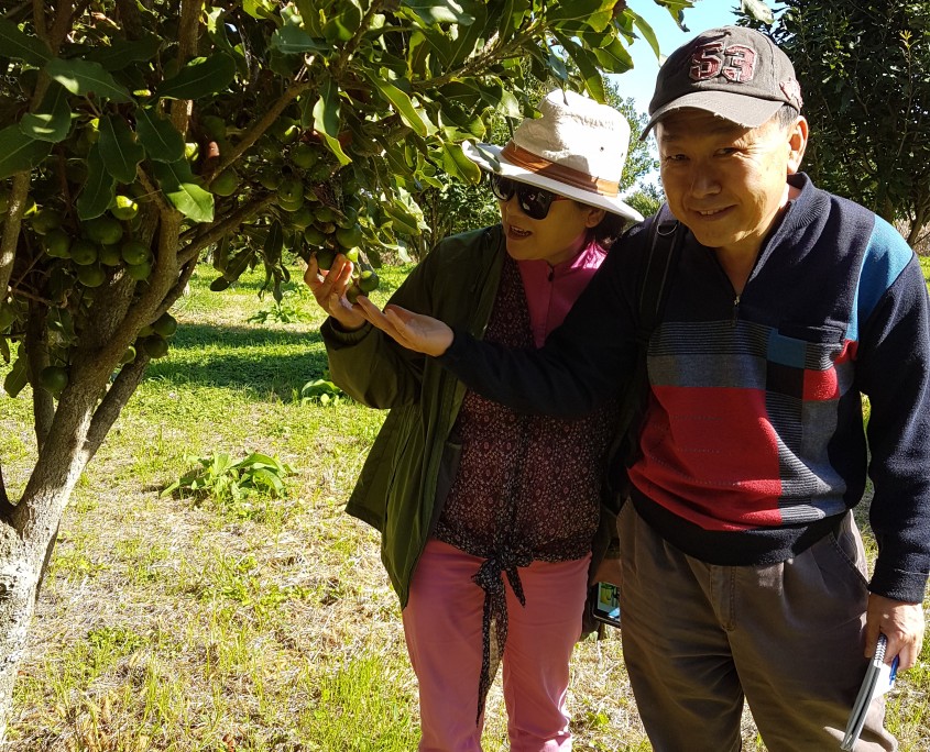 Maria & Joseph Torere Macadamias