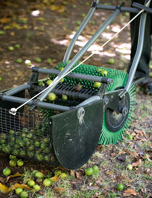 Collecting Macadamias - Torere Macadamias