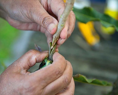 Grafted Macadamia Trees - Torere Macadamias