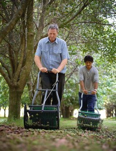 Harvesting Macadamia nuts - Torere Macadamias