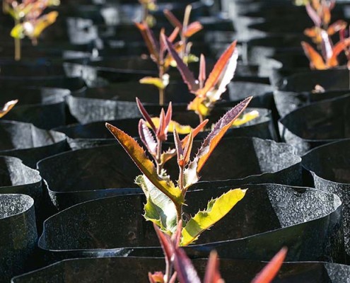 Macadamia nut tree seedlings - Torere Macadamias