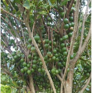 Torere Macadamia Nuts